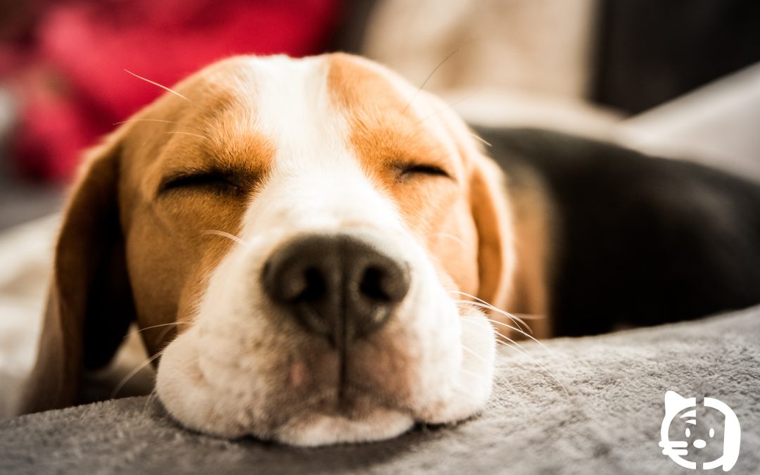 Obesidad en mascotas: por qué es una enfermedad y cómo ayudar a tu compañero a recuperar su peso ideal