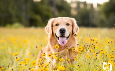 Leishmaniosis en mascotas: todo lo que necesitas saber para proteger a tu compañero de vida