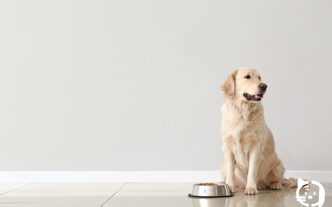 ¿Por qué mi perro no quiere comer? Causas y cuándo acudir al veterinario