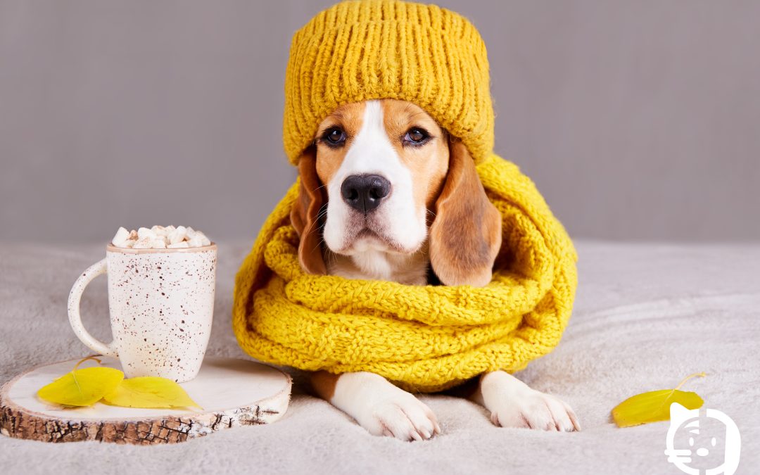 Cuidados para tu mascota cuando llega el invierno: cómo proteger su salud durante los meses fríos