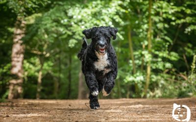 Artrosis en mascotas: cómo detectarla a tiempo y mejorar su calidad de vida