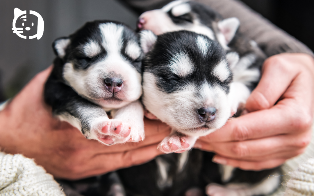 El comienzo de una historia juntos: cómo cuidar a tu cachorro desde el primer día
