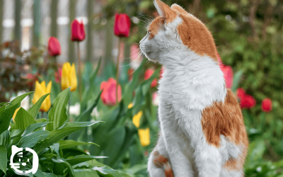 Alergias en primavera en mascotas: cómo afectan y qué podemos hacer