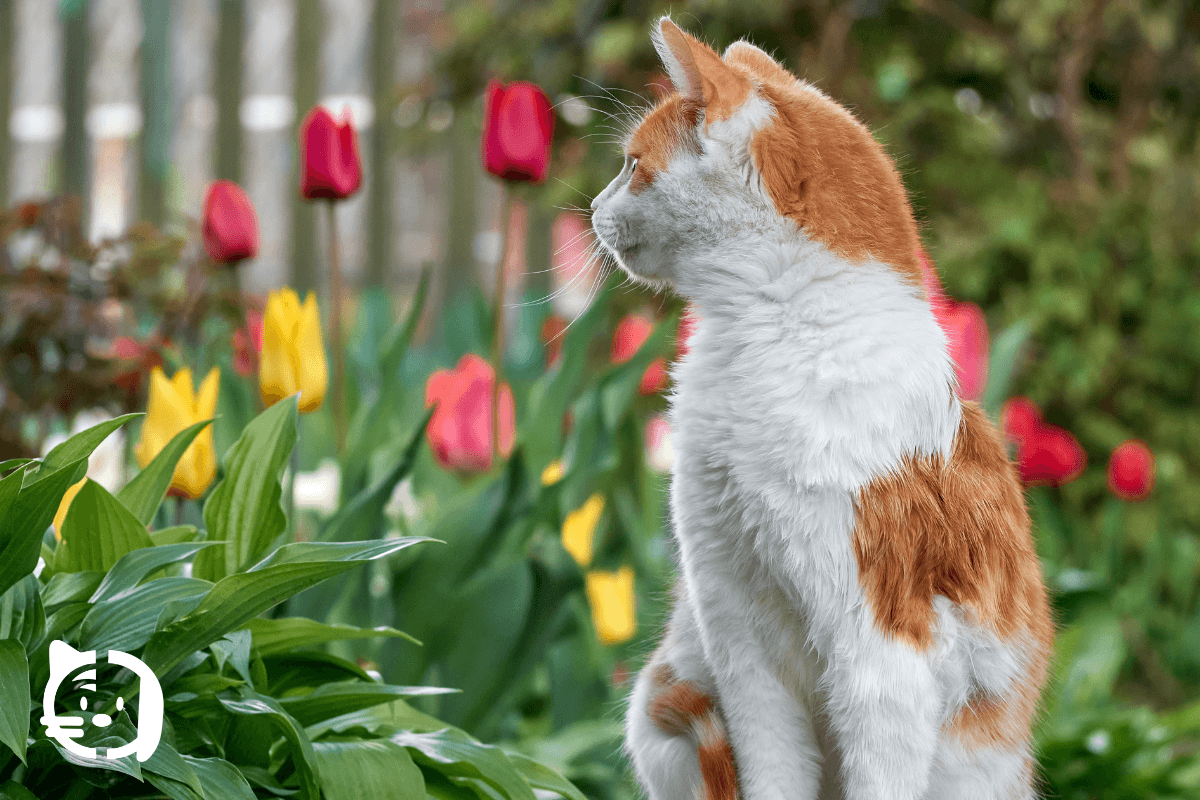 Gato en jardín primaveral