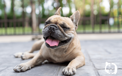 Golpe de calor en mascotas: Guía de supervivencia y cómo actuar