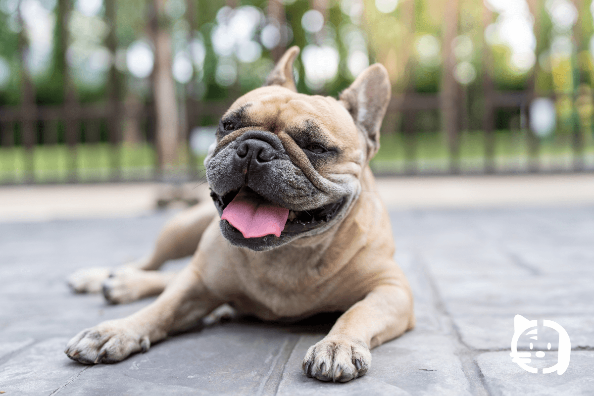 Primer plano de perro, con lengua fuera debido al exceso de calor. El perro tiene la lengua fuera, jadeando, síntoma previo al golpe de calor.