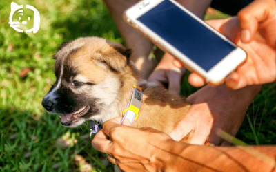 Tecnología para mascotas: apps, localizadores y gadgets que ayudan a su salud