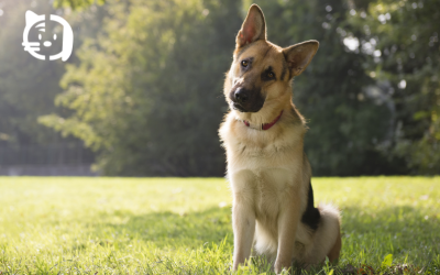 Displasia de cadera en perros: Cómo detectarla a tiempo y mejorar su calidad de vida