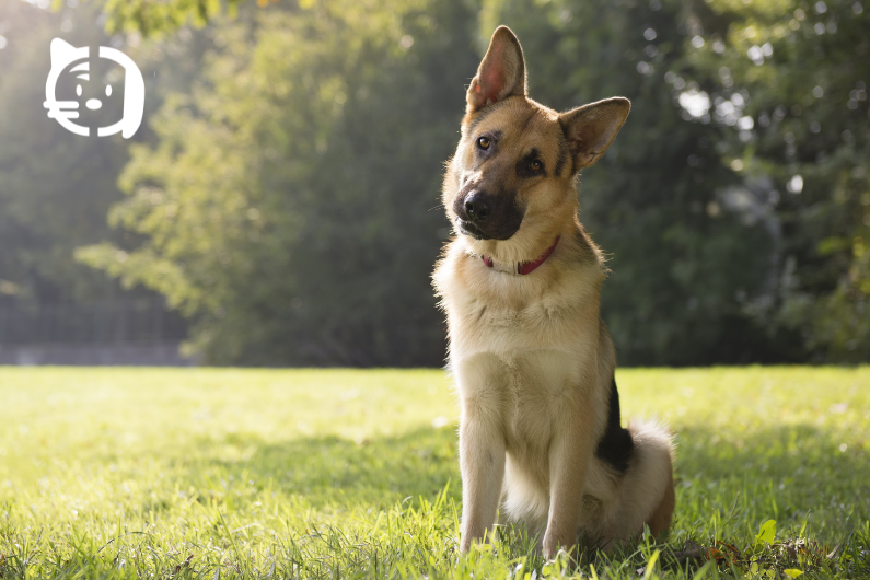 Displasia de cadera en perros: Cómo detectarla a tiempo y mejorar su calidad de vida