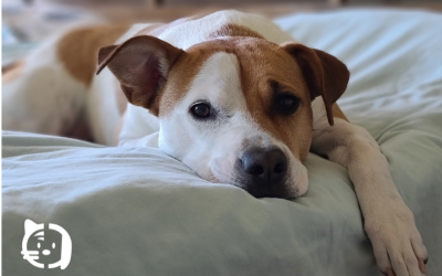 Hipotiroidismo en perros: síntomas, causas y tratamiento