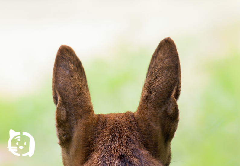 Cómo saber si tu mascota es sorda: síntomas y qué hacer