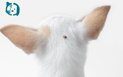 Desparasitación en otoño: ¿por qué es importante proteger a perros y gatos?