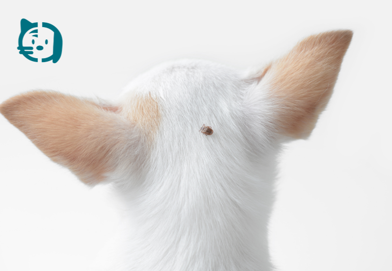 Desparasitación en otoño: ¿por qué es importante proteger a perros y gatos?